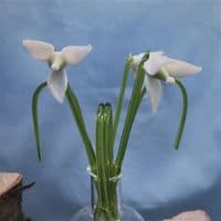 Handmade Glass Flowers - Snowdrop