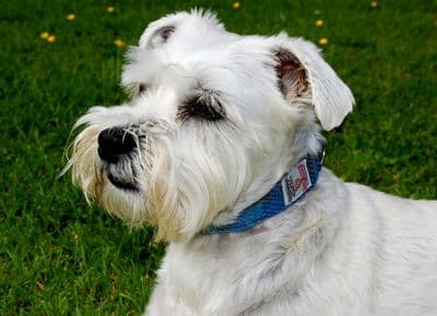 Blue Check Harris Tweed Dog Collar And Lead Set