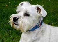 Blue Check Harris Tweed Dog Collar Small Medium Large