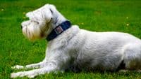 Blue Check Harris Tweed Dog Collar Small Medium Large