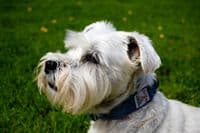 Blue Check Harris Tweed Dog Collar Small Medium Large