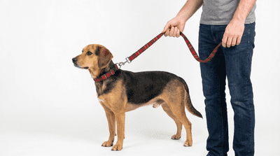 MacGregor Tartan Dog Collar And Lead Set