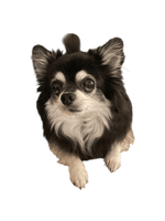 Machine Embroidery  – Photograph Embroidery on T-Shirts Friday 29th May 2pm to 5pm