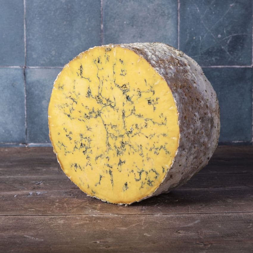 Half Blue Shropshire