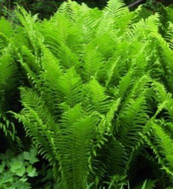 1 Ltr Matteuccia struthiopties(shuttlecock fern )