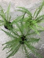 1 ltr pot Anthurium fillix femina, “cruciatum group”.