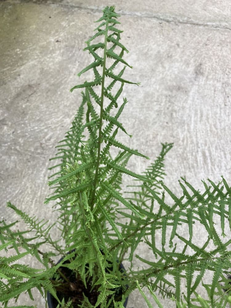 1 ltr pot Anthurium fillix femina, “cruciatum group”.