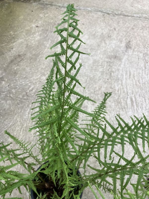 1 ltr pot Anthurium fillix femina, “cruciatum group”.