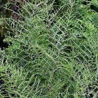 1 ltr pot Dryopteris filix-mas linearis polydactyla