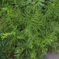 1 ltr pot Dryopteris filix-mas linearis polydactyla