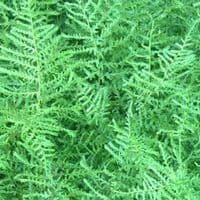 1 ltr pot Dryopteris filix-mas linearis polydactyla