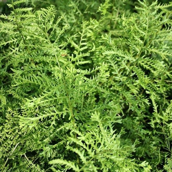 1 ltr pot Dryopteris filix-mas linearis polydactyla