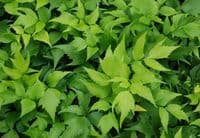 1Ltr pot Cyrtomium macrophyllum var tukusicola