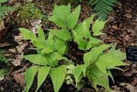 1Ltr pot Cyrtomium macrophyllum var tukusicola