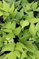 1Ltr pot Cyrtomium macrophyllum var tukusicola