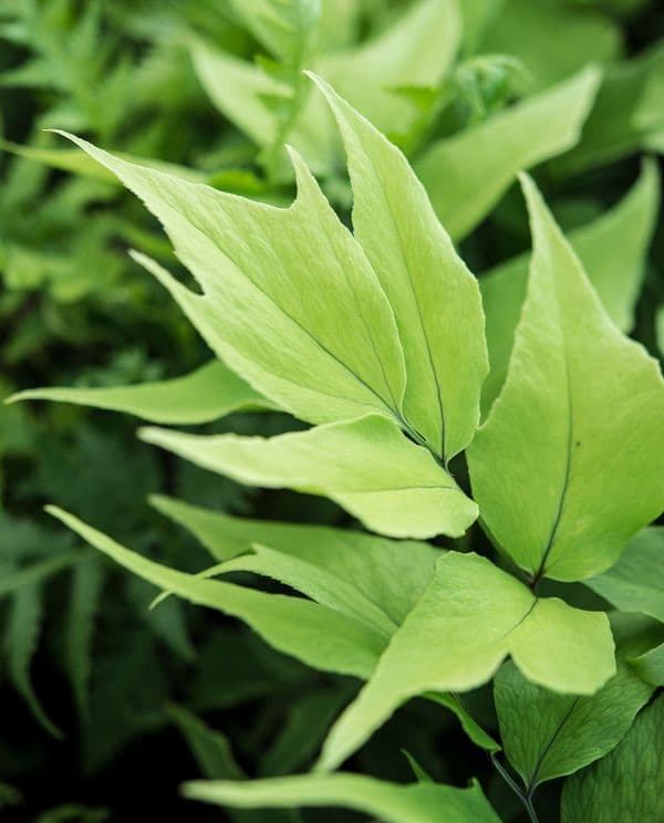 1Ltr pot Cyrtomium macrophyllum var tukusicola