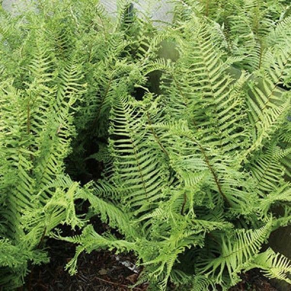 1Ltr pot Dryopteris affinis polydactyla dadds