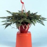 1Ltr pot Humata tyermanii