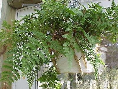 1Ltr pot Humata tyermanii