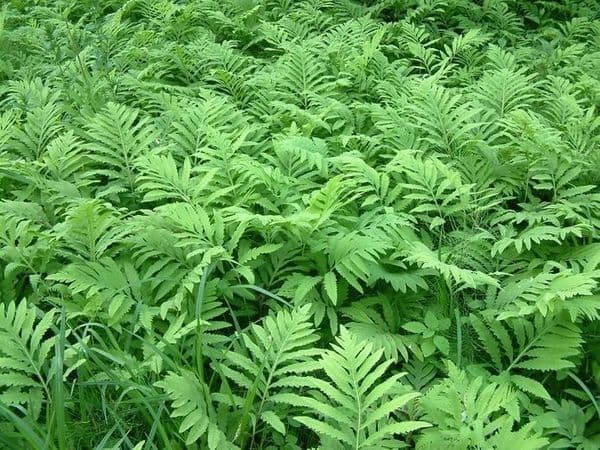 1Ltr pot Onoclea sensibillis