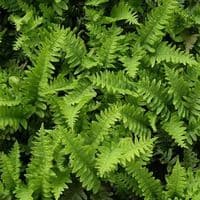 1Ltr pot Polypodium Vulgare