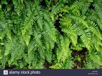 1Ltr pot Polypodium Vulgare