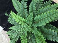 1Ltr pot Polystichum neolobatum