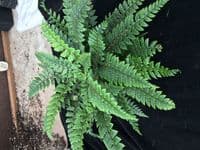 1Ltr pot Polystichum neolobatum
