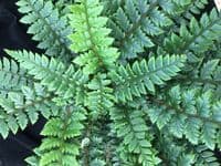 1Ltr pot Polystichum neolobatum