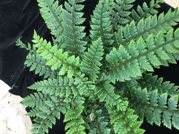1Ltr pot Polystichum neolobatum