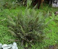 1Ltr pot Polystichum tsu-simense