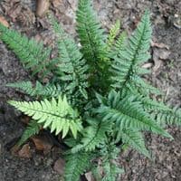 1Ltr pot Polystichum tsu-simense