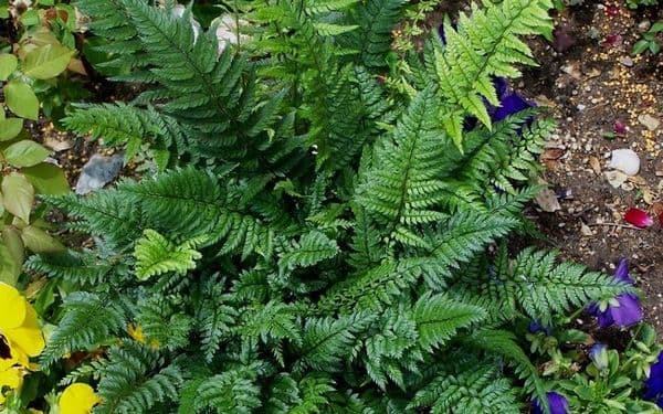 1Ltr pot Polystichum tsu-simense