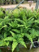 2 Ltr pot Blechnum nudum
