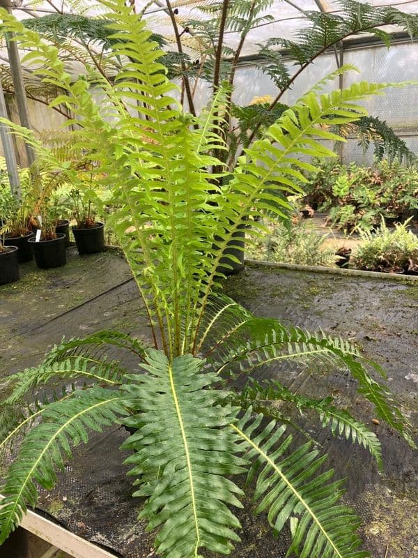 2 Ltr pot Blechnum nudum