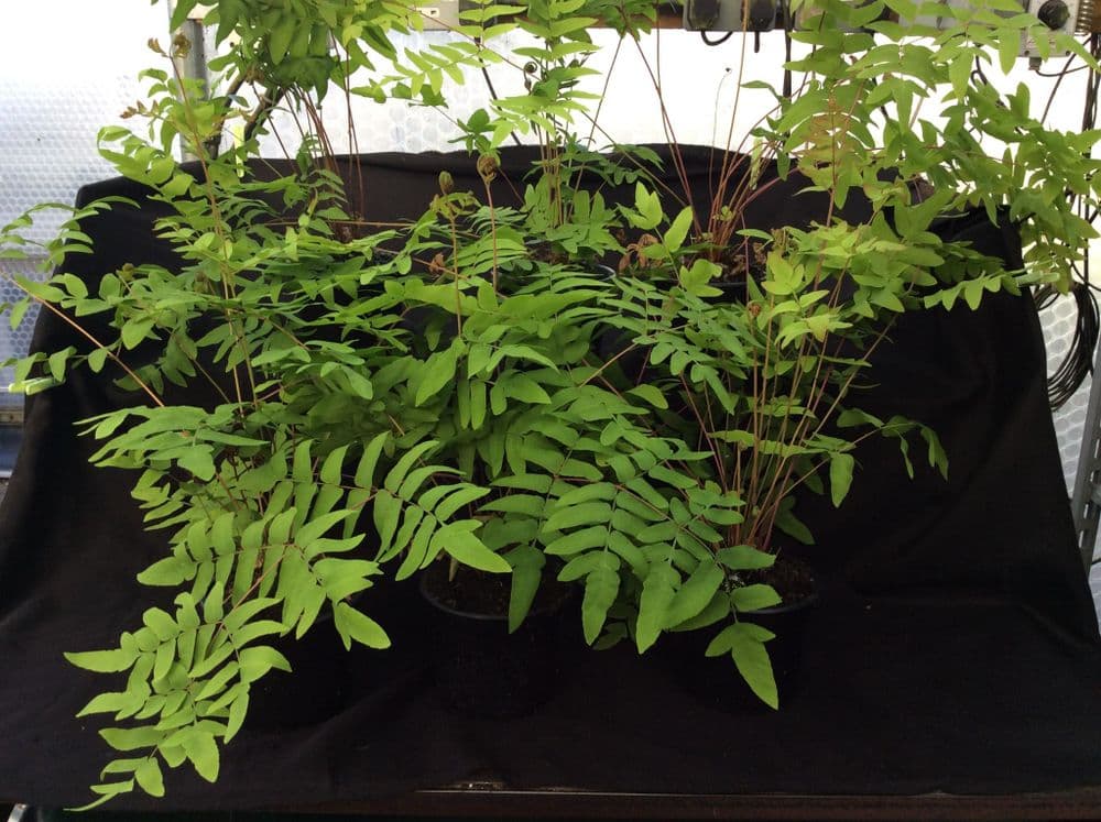 9cm  pot Osmunda regalis purpurascens