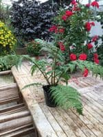 Cyathea Cooperi 1 ltr pot