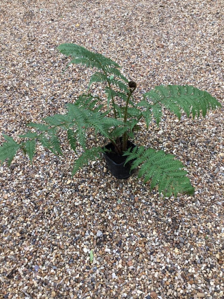 Cyathea Cooperi 1 ltr pot