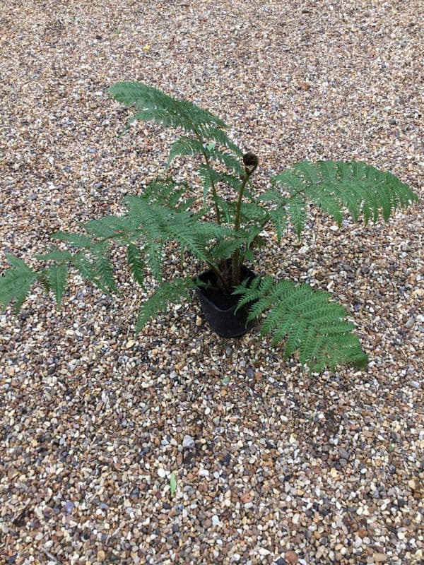 Cyathea Cooperi 1 ltr pot