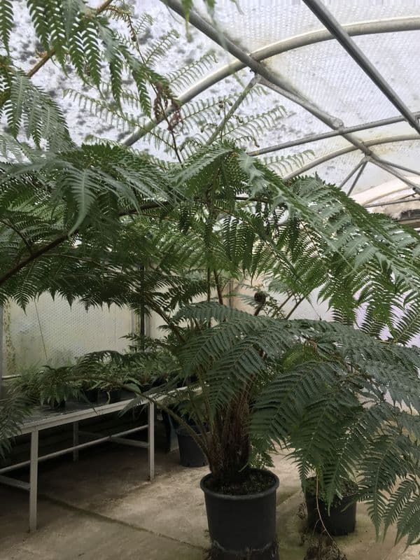 Cyathea cooperi (COLLECTION ONLY )