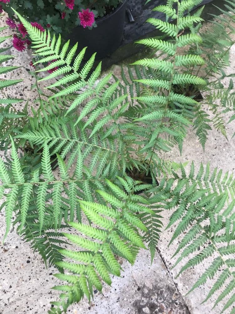 Dicksonia antarctica 10 ltr pot.With small trunks. Collect only