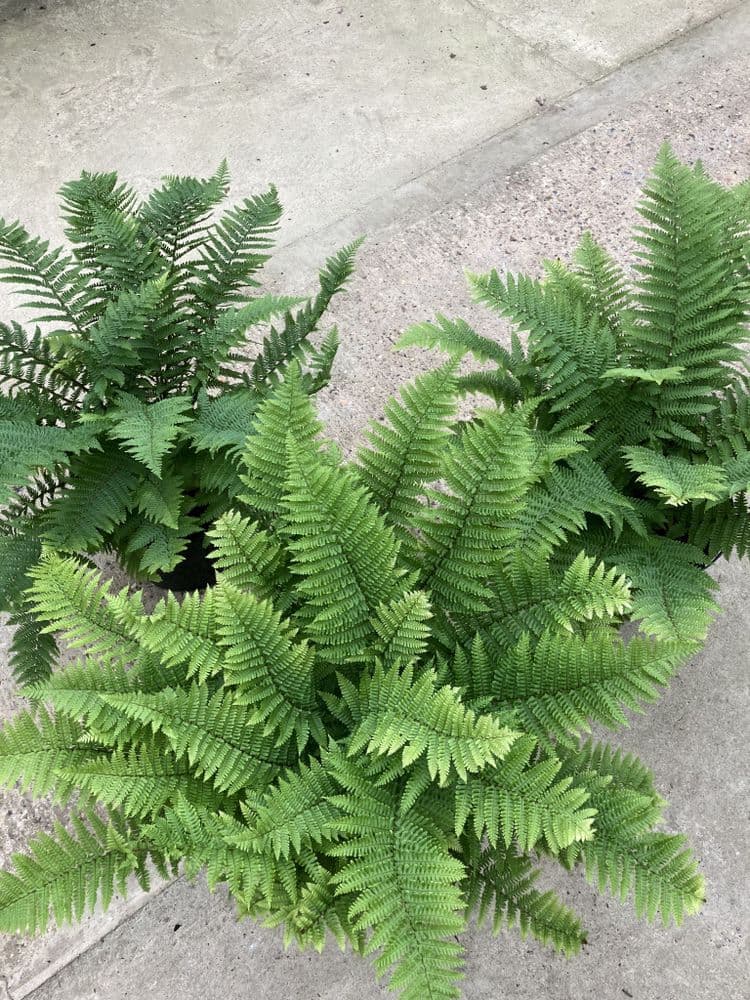 Dryopteris felix mas crispa (new)