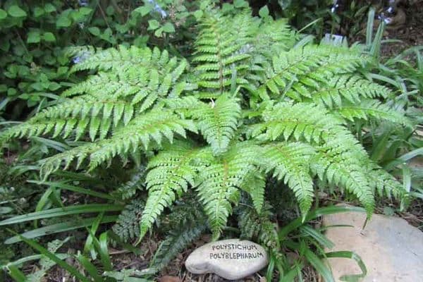 polystichum polyblepharum