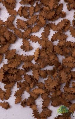 50-6006 Oak leaves dead leaf litter O gauge+