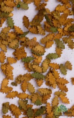 50-6007 Oak leaves autumn leaf litter O gauge+