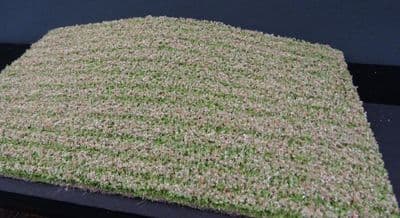 Model-Scene F430 Cultivated field clover