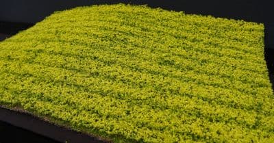 Model-Scene F450 Cultivated field Oilseed rape