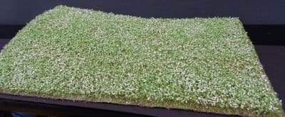 Model-Scene F460 Cultivated field Poppies