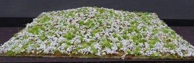 Model-Scene F620 Wild blueberries