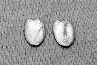 EQ34 Light pavise, butterfly